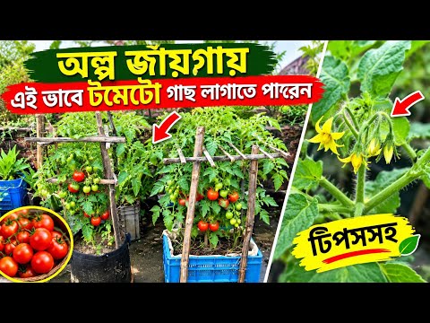 অল্প জায়গায় এই ভাবে টমেটো গাছ লাগাতে পারেন। 