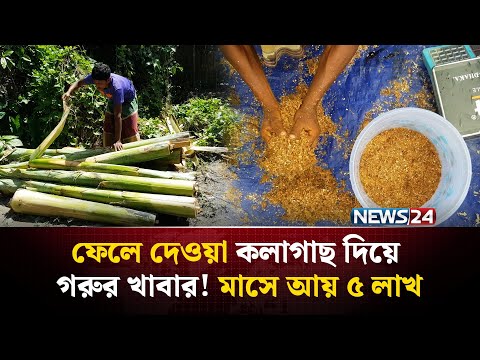কলাগাছের নতুন ব্যবসা! | Gaibandha | NEWS24 Special