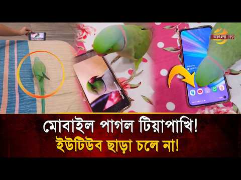 বা'চ্চাদের মতো স্মার্টফোনে আসক্ত পাখি! পাখির কাণ্ড দেখে হতবাক নেটদুনিয়া | Bangla TV