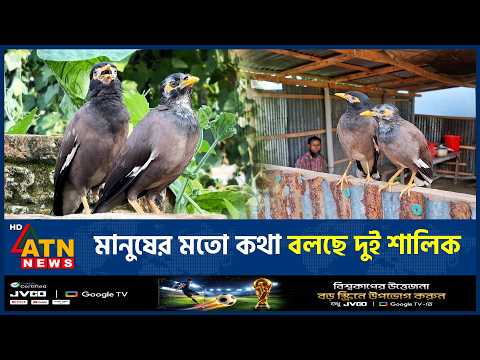 দুই শালিকের মুখে ‘আল্লাহ’, ‘মা-বাবা’—কথা বলছে মানুষের মতো | Talking Bird | Pet Myna | ATN News