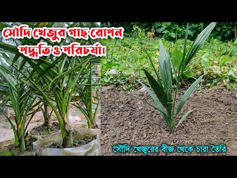 সৌদি খেজুর গাছ রোপন পদ্ধতি ও পরিচর্যা | Saudi Khajur Chas | Date Palm
