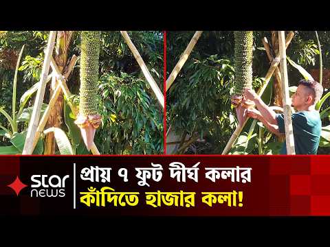 এক কাঁদিতে হাজার কলা, অবাক স্থানীয়রা | Banana | Moulvibazar | Star News