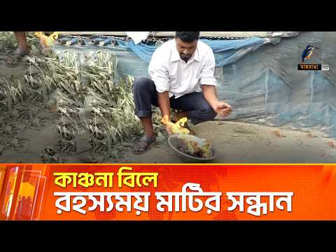 কাঞ্চনা বিলে রহস্যময় মাটির সন্ধান | Maasranga News
