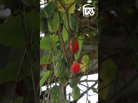 তেলাকুচা প্রকৃতিতে পাওয়া সবচেয়ে  নিরাপদ সবজি | চিত্ত মিডিয়া