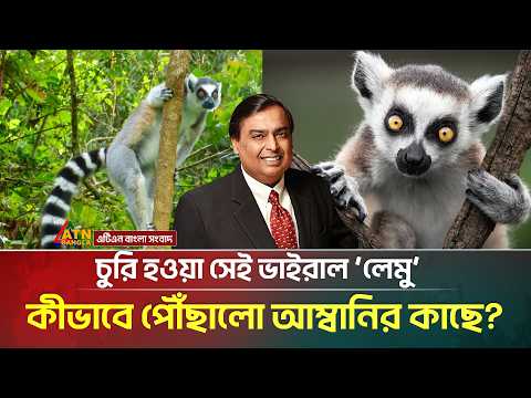 বাংলাদেশের সেই ভাইরাল লেমু এখন ভারতের আম্বানির চিড়িয়াখানায়! | Viral  Lemur | ATN Bangla News