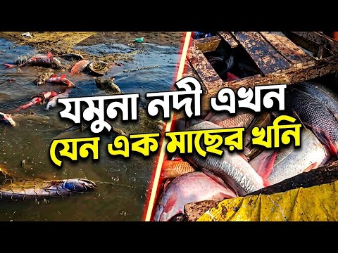যমুনা নদী এখন যেন এক মাছের খনি!