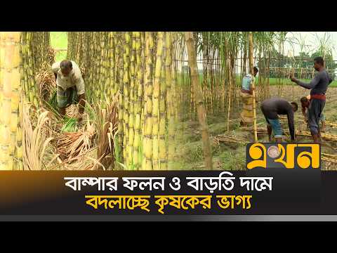 ২২ কোটি টাকার আখ বিক্রির প্রত্যাশা যশোরের চাষিদের | Jessore Sugarcane | Profitable Farming | EkhonTV