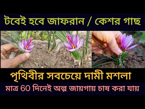 জাফরান মশলা গাছ বাড়িতে টবেই হবে , পৃথিবীর সবচেয়ে দামী মশলা চাষ মাত্র ৬০ দিনেই । #saffroncultivation