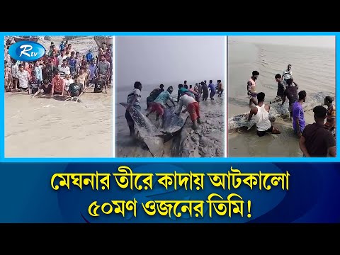 মেঘনার তীরে আটকা বিশাল তিমি, একনজর দেখতে দর্শনার্থীদের ভীড় | Meghna | Whale | Rtv News