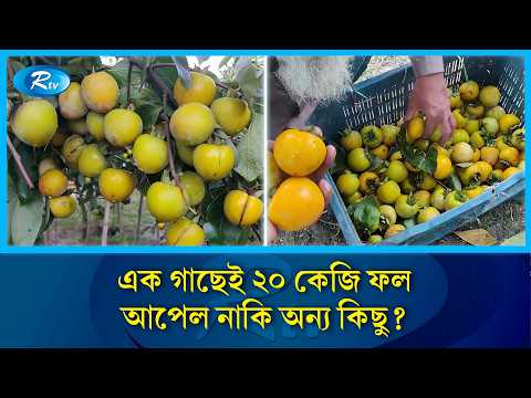 ছোট্ট এই গাছে ২০ কেজি ফল, যা দেখতেই ছুটে যাচ্ছেন মানুষ | Foreign Fruit | Rtv News