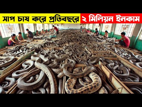 চীনের মানুষেরা এইভাবে সাপ চাষ করে লক্ষ লক্ষ টাকা আয় করছে । Snake Farming In China
