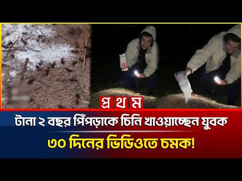'স্বার্থপরতার যুগে অবিশ্বাস্য কাণ্ড', টানা ২ বছর পিঁপড়াদের চিনি খাওয়াচ্ছেন যুবক! অতঃপর...