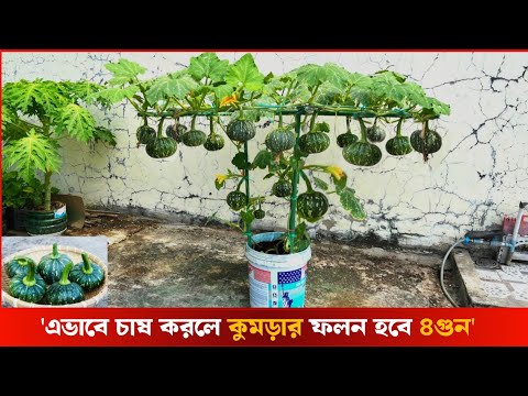 এই পদ্ধতিতে মিষ্টি কুমড়া চাষ করে প্রচুর ফলন পাওয়া যায়, voice of nature