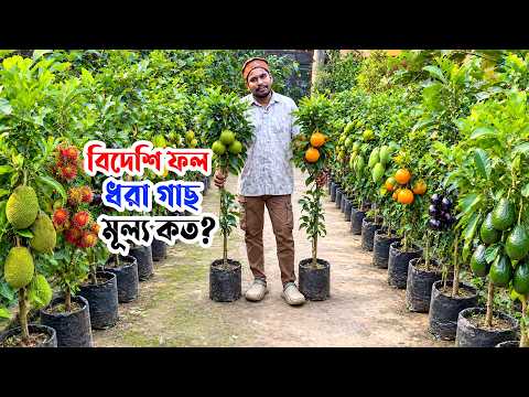 ২০ ধরনের বিদেশি বারোমাসি ফল সহ গাছের মূল্য | বিদেশি ফল ধরা গাছ নার্সারি থেকে দেখুন #NilBanglaKrishi
