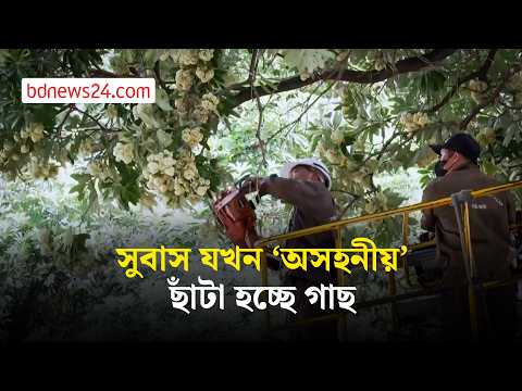 ফুলের তীব্র গন্ধে ভিয়েতনামের হ্যানয়ে ছাঁটাই হচ্ছে গাছ | bdnews24